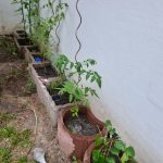 Im Hinterhof in Köln Mülheim Tomatenpflanze San Marzano
