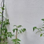Im Hinterhof in Köln Mülheim Tomatenpflanze San Marzano